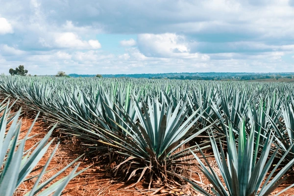 Dallas firm announces plans for tequila distillery - Uvalde Leader News