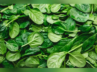 Wintergarden spinach board holding election