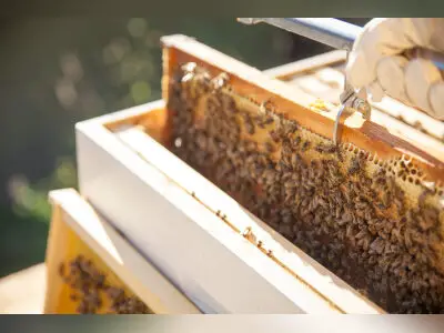 Beekeeping class set April 7 at Fairplex