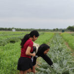 AgriLife’s annual Field Day is a researcher’s favorite