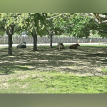 Ranchers counting livestock losses